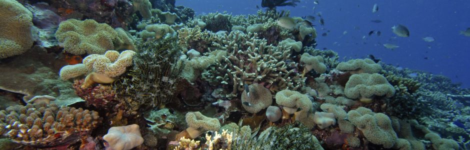 Reef scene with hard and soft corals and feather stars (c) Glenn Edney